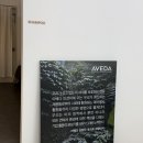 서대문역 미용실 아베다 프리미엄살롱! 파인트리 헤어살롱 | 모리타 클리닉 후기