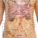 kidney 콩팥 신장 이미지