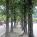 대부해솔길 5코스 이미지