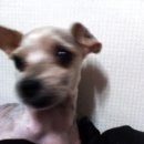 또치