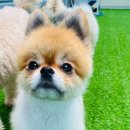 쏭쏭애견유치원 이미지