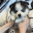 브라비 펫케어 이미지