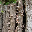 원목농장 이미지