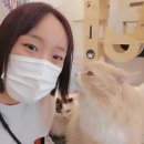 냥떼목장 | 서울 근교 실내놀거리 일산 고양이 카페 아이들이랑 갈만한 곳 냥떼목장