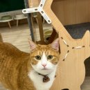 인투캣츠 이미지