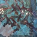 래아수산 | 신진도오징어 / 생물오징어 / 생물오징어시세 / 생물오징어가격