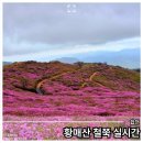 황매산 벚꽃길 | 황매산 철쭉 실시간 정보