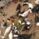 동녁골 농장 이미지