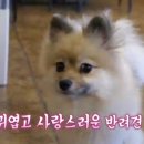 아껴줄개 이미지