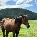 동희목장 이미지