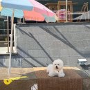 미앤마이독스 | [남양주] 100% 천연코르크 바닥, 서울근교 애견운동장 미앤마이독스 | 내돈내산 후기