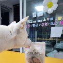 마이애펫