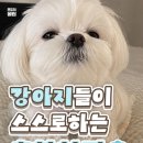 멍멍이들 흔한 착각 이미지