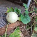 노다지농장 이미지