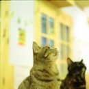 고양이다락방 이미지