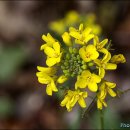 들꽃세상 이미지