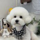 위드뚜뚜 | 위드뚜뚜, 아산 애견미용실 비교 후기 — 1:1 케어가 확실히 달랐어요