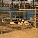 예지목장 이미지