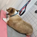 하니 그루밍( Hani Grooming) 이미지