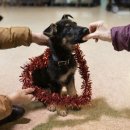 people puppy Daum카페