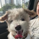 행복펫택시 이미지