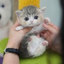 미유펫 강아지분양고양이분양 김포점 네이버블로그