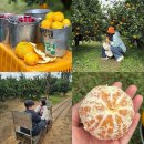 정원 | 제주 귤따기체험 귤의정원 바령 생생후기