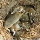 토끼나라 이미지