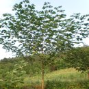 닥나무와 꾸지나무(꾸지닥나무) 비교 이미지