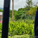 정한정비 | 오키나와 3년차의 정글리아 후기