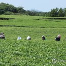 서광리-19 이미지