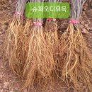 양촌슈퍼 네이버블로그