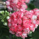 아름다운 정원을 꿈 이미지