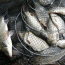 하천리-5 이미지