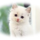 도레미캣 | 화도고양이분양, 랙돌의 성지! 도레미캣 후기