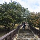 서천 마량리 동백나무 숲 이미지