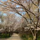 두드림생태학습관 | 인천 벚꽃 명소 BEST 7 (+ 주차 정보)