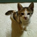 ﻿ ﻿[부산/코숏, 여아, 생후 2개월]슈렉 고양이 뺨치는 눈빛의 아기 고양이가 가족을 찾고 있습니다*** 이미지