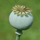 양귀비 (楊貴妃, opium poppy) 이미지