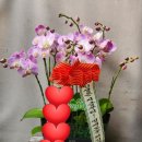 에덴꽃화원 이미지