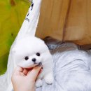 내영 이미지
