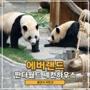 에버랜드 판다 세컨하우스 쌍둥이 펜더 판다월드 입장시간 기념품