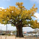 고목초등학교 이미지