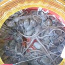 목포뻘낙지 이미지