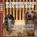 장수 유통 | 강아지 항산화 영양제 내돈내산 애니멀에센셜 장수팅크