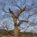 비봉산(포란사) 이미지