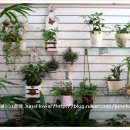 준플라워 이미지