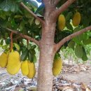 기화농장 이미지