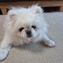 송청지역 건강증진센터 | 신부전 강아지 피하수액 주사 장비 수액 나비침 주사기 구입방법 : 청려원 동물증진센터 후기