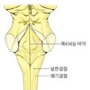 생명의줄기 이미지